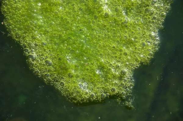 Muschio nell'acqua — Foto Stock