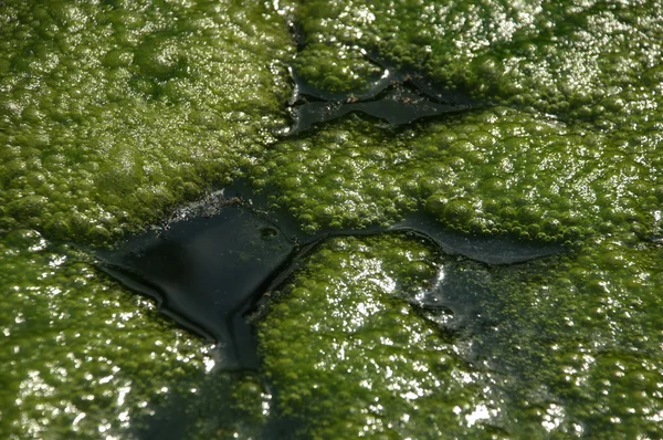 Мох у воді — стокове фото