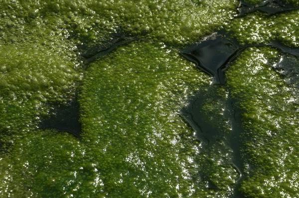 水の中の苔 — ストック写真