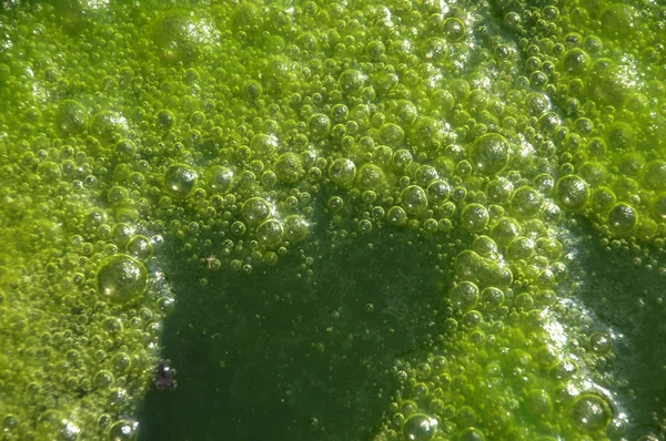Moss a vízben — Stock Fotó