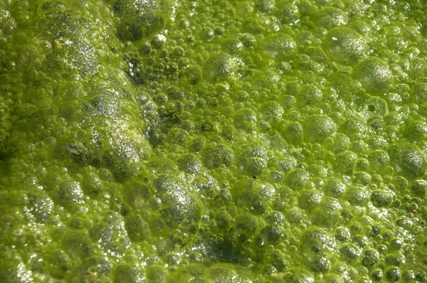 Moss a vízben — Stock Fotó