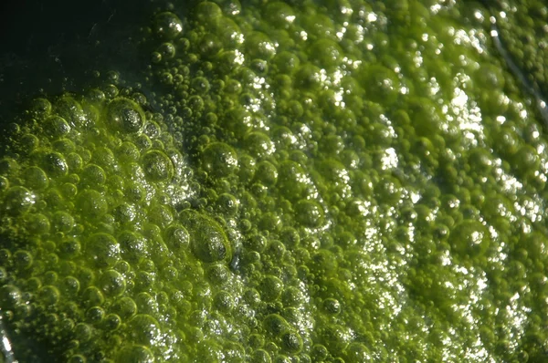 水の中の苔 — ストック写真