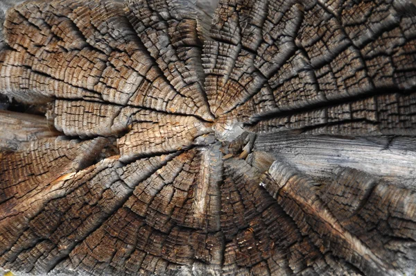 Textura de madera vieja de cerca — Foto de Stock