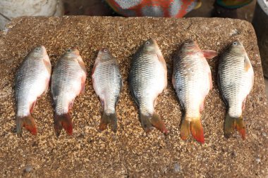 Balık Ölüsü yakın plan