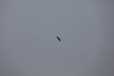 Kuş Kartal gökyüzünde