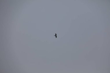 Kuş Kartal gökyüzünde