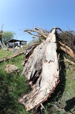 Kuru Ağaç Yapısı Makro Çekimi