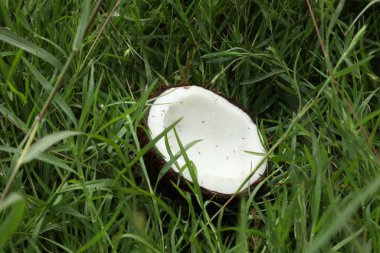  Hindistan Cevizi Kırma Parçası Yakın plan