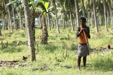Tarlalardaki Hintli Çiftçi