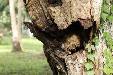 Ağaç Gövdesi deseni makro çekim