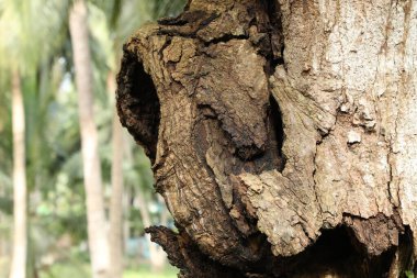 Ağaç Gövdesi deseni makro çekim