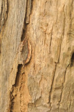 Ağaç Gövdesi deseni makro çekim