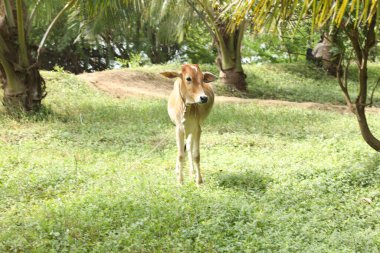 Kırsal Evdeki İnek Dana