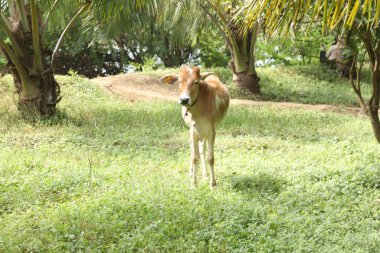 Kırsal Evdeki İnek Dana