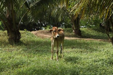 Kırsal Evdeki İnek Dana