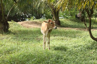 Kırsal Evdeki İnek Dana