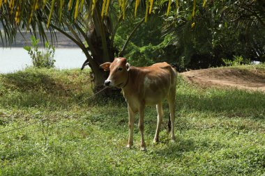 Kırsal Evdeki İnek Dana