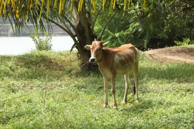 Kırsal Evdeki İnek Dana