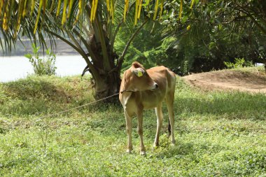 Kırsal Evdeki İnek Dana