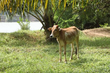 Kırsal Evdeki İnek Dana