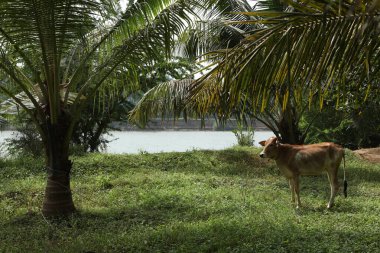 Kırsal Evdeki İnek Dana