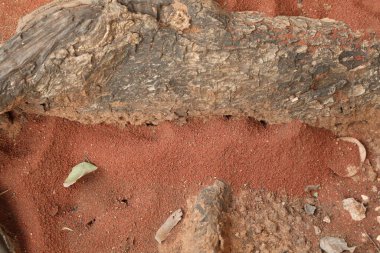 Ağaç Gövdesi deseni makro çekim