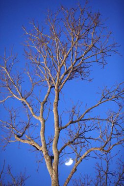 Ağaç Gövdesi deseni makro çekim
