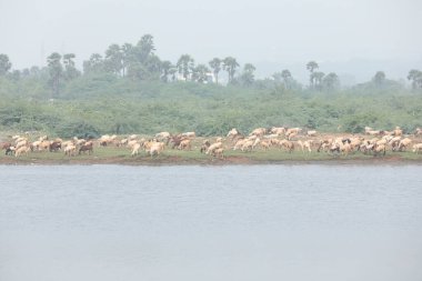 Köyün kırsal kesiminde keçiler