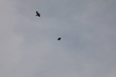 Kuş Kartal gökyüzünde uçuyor