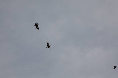 Kuş Kartal gökyüzünde uçuyor