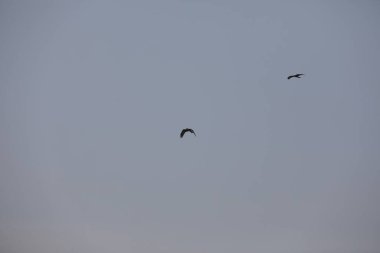 Kuş Kartal gökyüzünde uçuyor