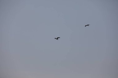 Kuş Kartal gökyüzünde uçuyor