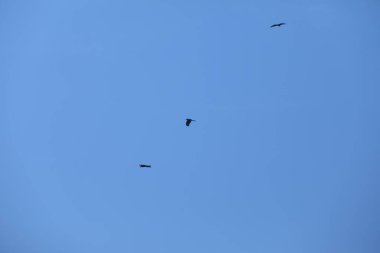 Kuş Kartal gökyüzünde uçuyor