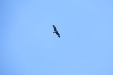 Kuş Kartal gökyüzünde uçuyor