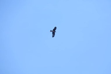 Kuş Kartal gökyüzünde uçuyor