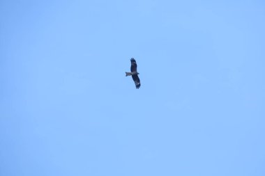 Kuş Kartal gökyüzünde uçuyor