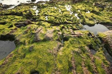 Taşta yeşil yosun var.