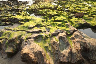 Taşta yeşil yosun var.