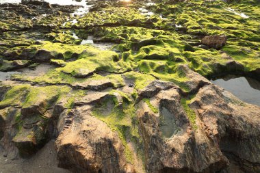 Taşta yeşil yosun var.