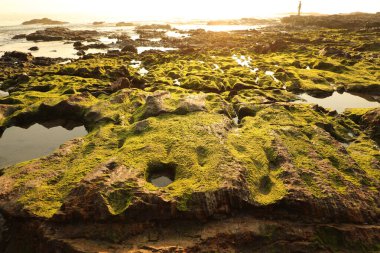 Taşta yeşil yosun var.