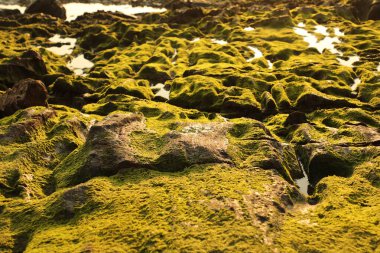 Taşta yeşil yosun var.