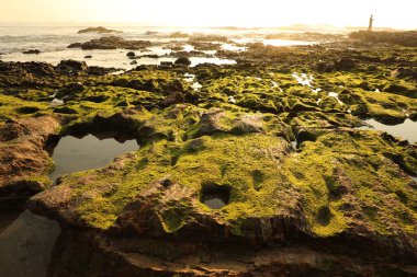 Taşta yeşil yosun var.