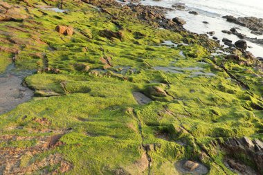 Taşta yeşil yosun var.