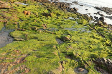 Taşta yeşil yosun var.