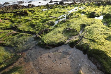 Taşta yeşil yosun var.