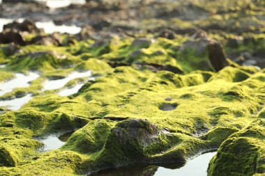 Taşta yeşil yosun var.