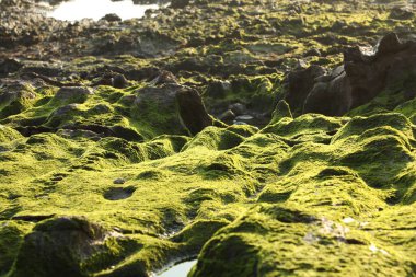 Taşta yeşil yosun var.