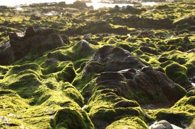 Taşta yeşil yosun var.