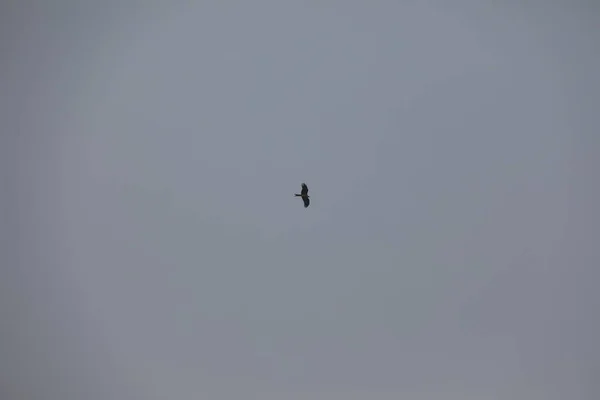 하늘의 독수리 — 스톡 사진