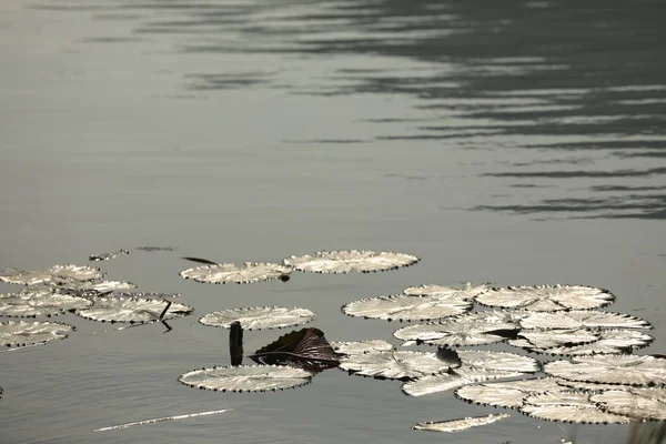 Lotus çiçeği göleti Kerala Hindistan